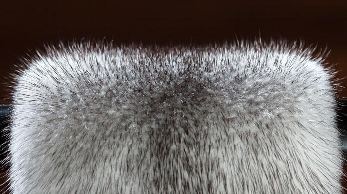 visone_danese_nuovo_colore_vsione