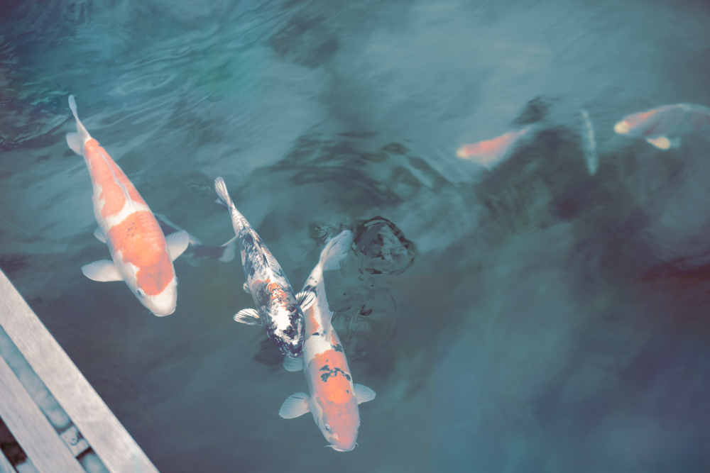 carpe koi kopenhagen fur